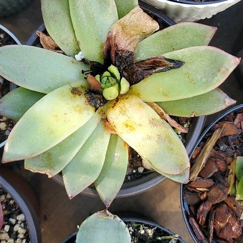 Photo of the plant species Sealettuce by @PoetBogarum60 named Sahara on Greg, the plant care app