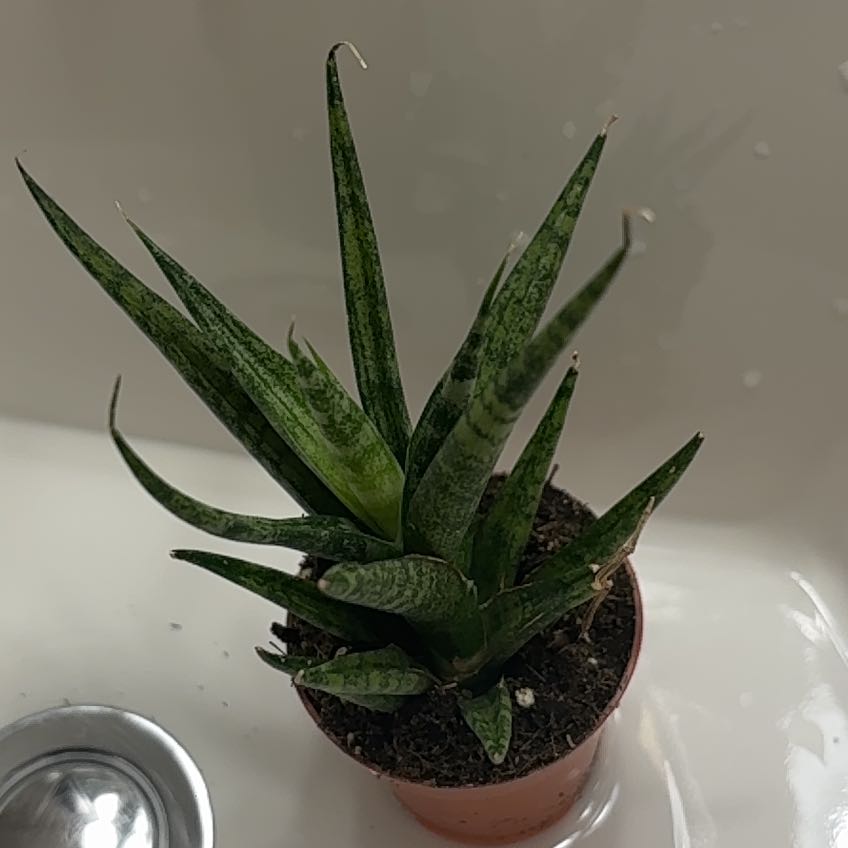 Photo of the plant species Snake Plant by @DelicateGray38 named Planty on Greg, the plant care app