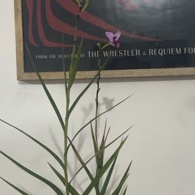 Photo of the plant species Bamboo Orchid by @YesRosemoss82 named Orquidea Bambu on Greg, the plant care app