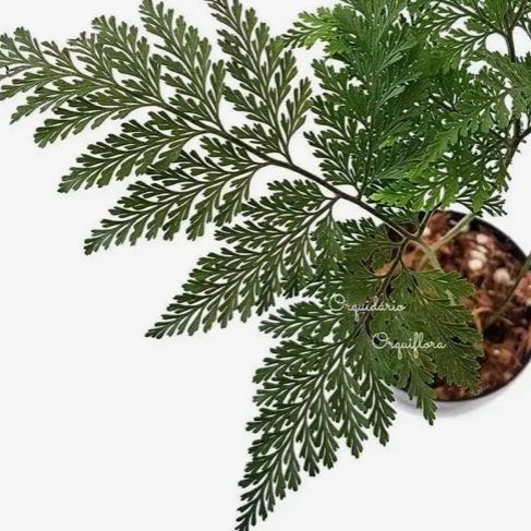 Photo of the plant species Davallia Fern by @YesRosemoss82 named Aria on Greg, the plant care app