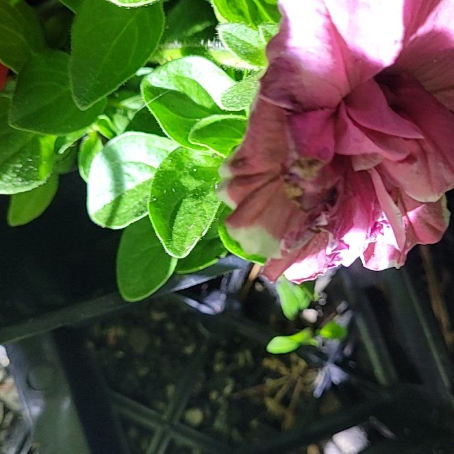 Photo of the plant species Beach Moning Glory by @HeiressRedcap42 named Daphne on Greg, the plant care app