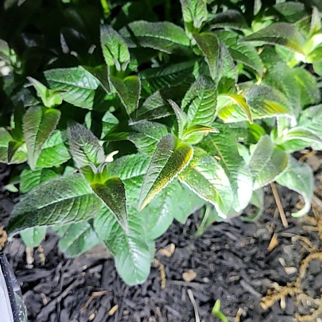 Photo of the plant species Scarlet Beebalm by @HeiressRedcap42 named Gobi on Greg, the plant care app