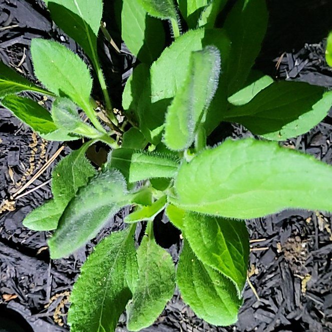 Photo of the plant species Blackeyed Susan by @HeiressRedcap42 named Zion on Greg, the plant care app