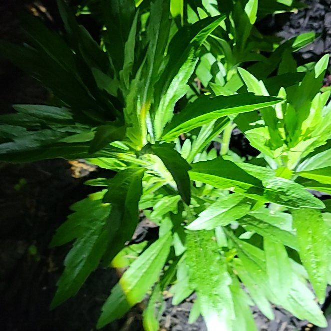 Photo of the plant species Daisy by @HeiressRedcap42 named Navajo on Greg, the plant care app