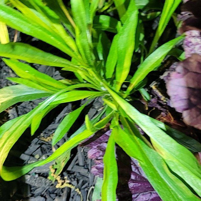 Photo of the plant species Canadian Fleabane by @HeiressRedcap42 named Kylie on Greg, the plant care app