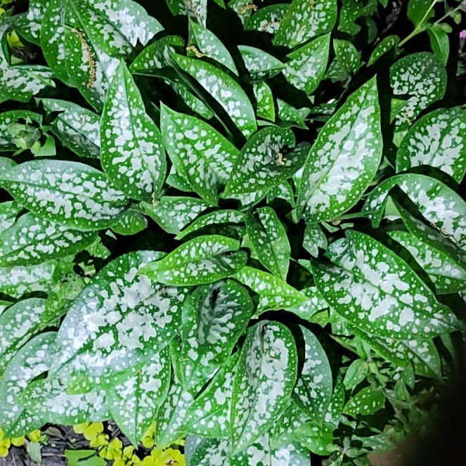 Photo of the plant species Common Lungwort by @HeiressRedcap42 named Sanders on Greg, the plant care app