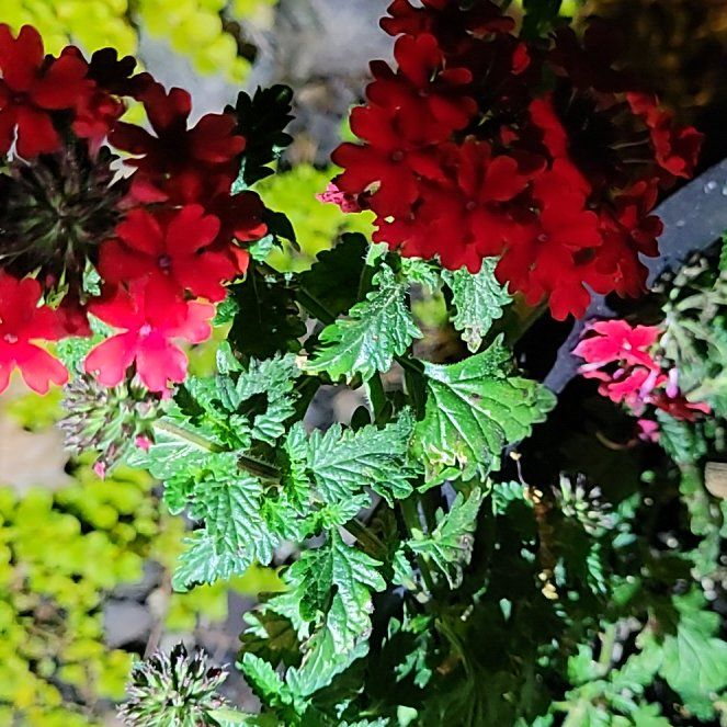 Photo of the plant species Verbena canadensis by @HeiressRedcap42 named Gregarious on Greg, the plant care app