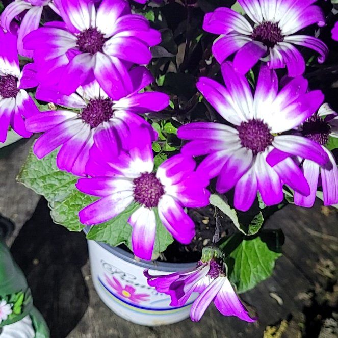 Photo of the plant species Glandular Cape Marigold by @HeiressRedcap42 named Einstein on Greg, the plant care app