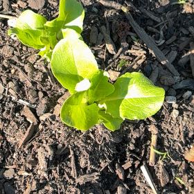 Photo of the plant species Garden Lettuce by @LadyGarlic26 named da Vinci on Greg, the plant care app