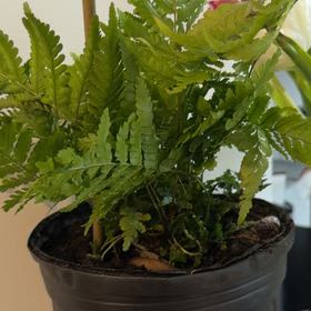 Photo of the plant species Autumn Fern by @HappyRosebush85 named McKinley on Greg, the plant care app