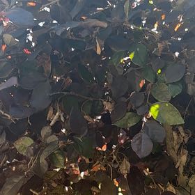 Photo of the plant species Chinese Fringe Flower by @HeadRedalder0 named Nithin on Greg, the plant care app