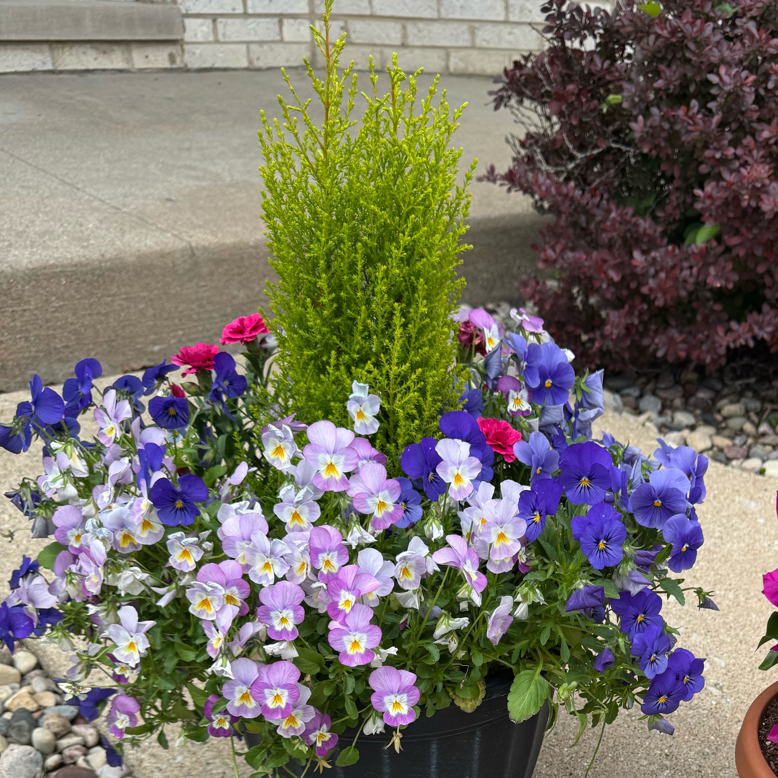 Photo of the plant species Wild Pansy by @SupremeFlatpea named Rihanna on Greg, the plant care app