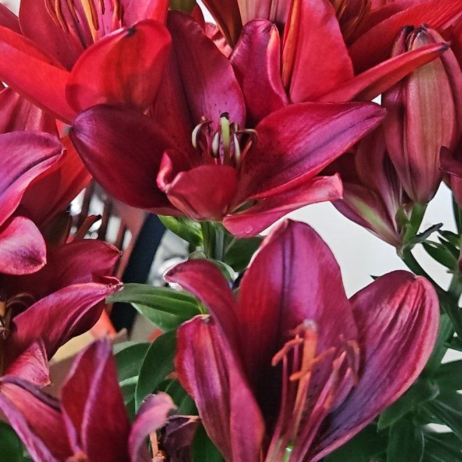 Photo of the plant species Orange Lily by @TotalBaibua25 named Nemo on Greg, the plant care app