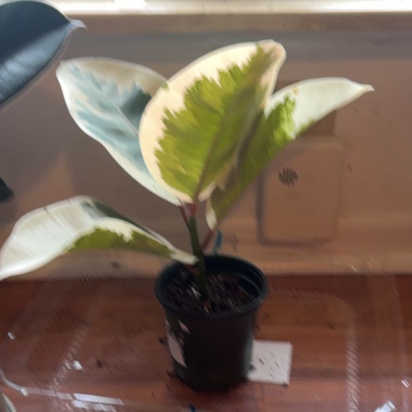 Photo of the plant species Yellow Pond-Lily by @TrueOrchid48 named Elle on Greg, the plant care app