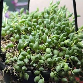 Photo of the plant species String of Raindrops by @ProviderTupeia named Bigleef Smalls on Greg, the plant care app
