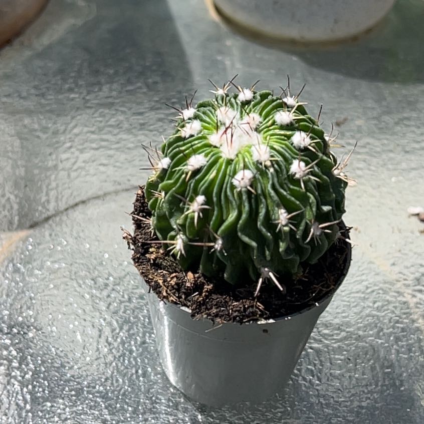 Photo of the plant species Echinofossulocactus Phyllacanthus v. Violaciflora by @DeanAnacua45 named Keanu Leaves on Greg, the plant care app