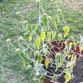 Photo of the plant species Jerusalem Sage by @DivineMostii47 named Jerusalem Sage on Greg, the plant care app