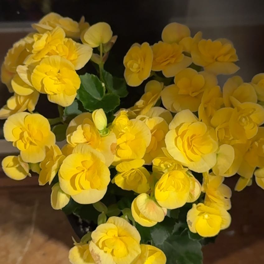Photo of the plant species Begonia 'Amstel Blitz' by @YesMyagrum90 named Sunny on Greg, the plant care app