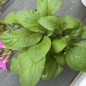 Photo of the plant species Common Foxglove by @YesMyagrum90 named Gomez on Greg, the plant care app