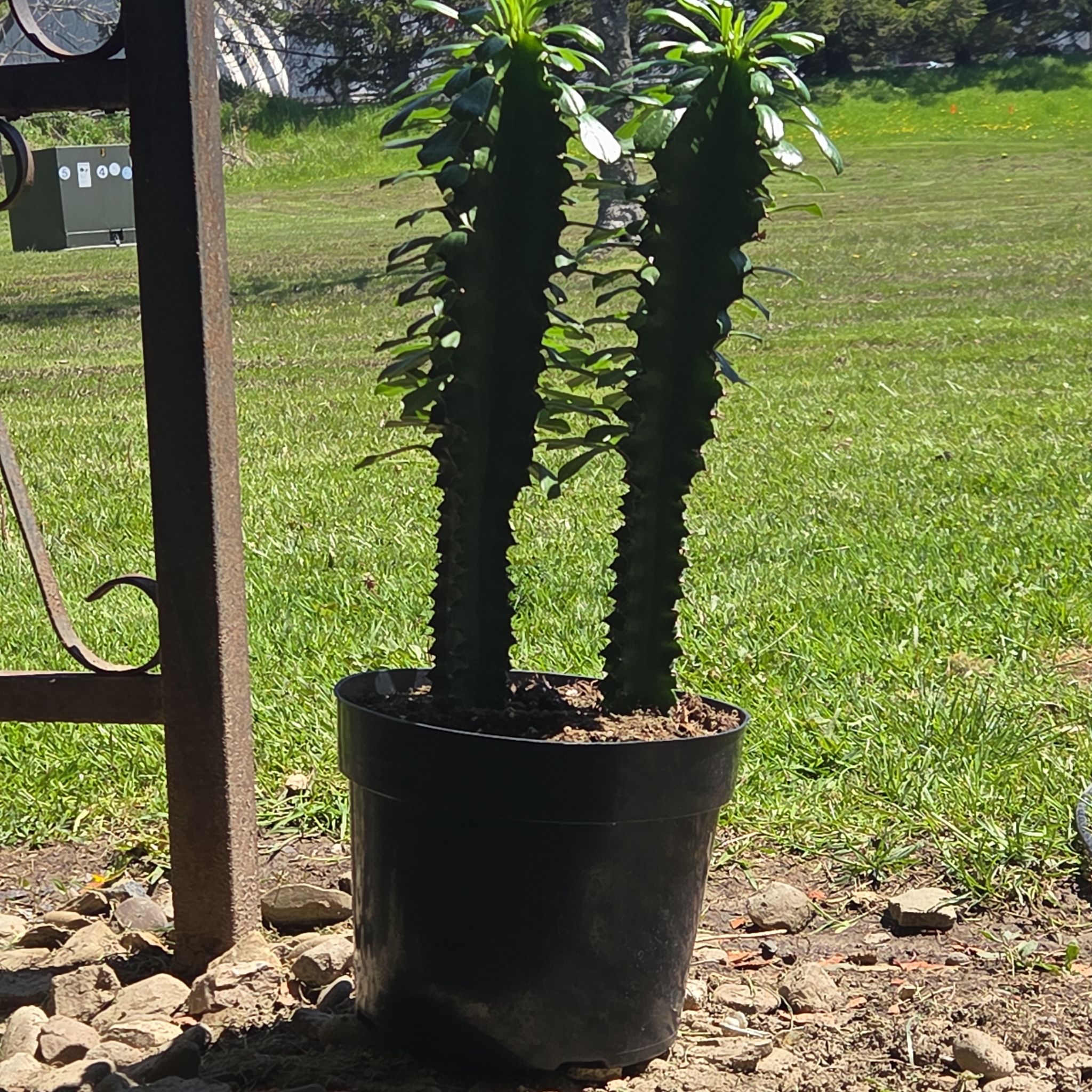 Photo of the plant species African Candelabra by @EloquentChilli0 named Peter Parker on Greg, the plant care app