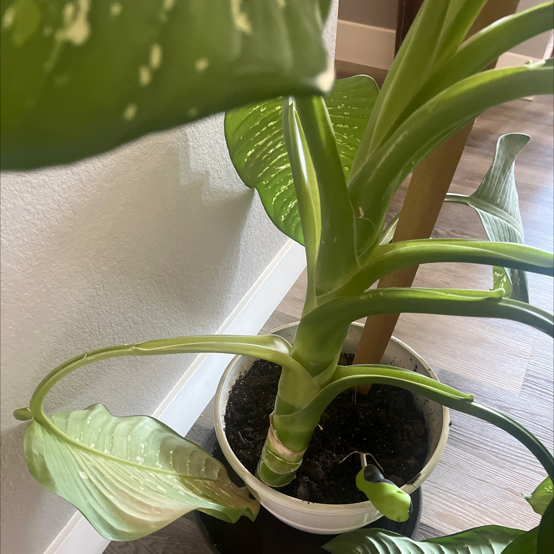 Photo of the plant species Albuca Bracteata by @JoyousPawpaw85 named Elle on Greg, the plant care app
