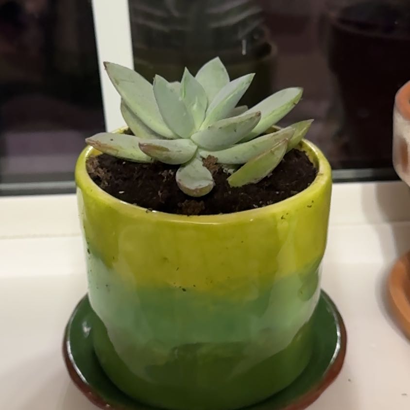 Photo of the plant species Pachyveria 'Blue Quartz' by @PromptLlavea67 named Sage on Greg, the plant care app