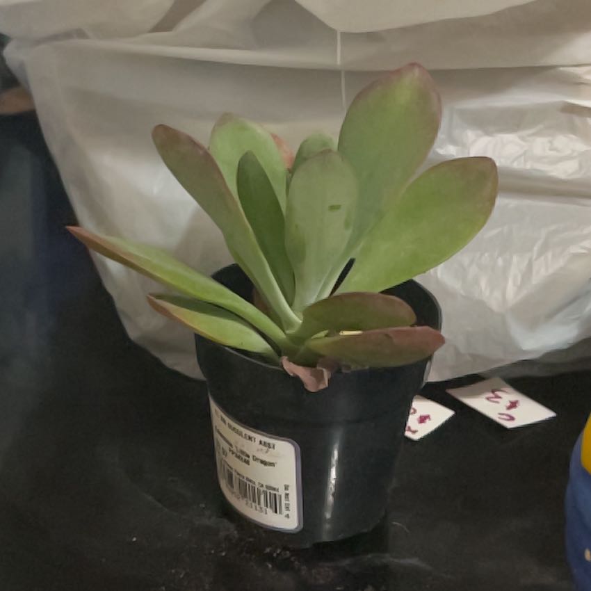 Photo of the plant species Kalanchoe 'Little Dragon' by @WinMoonwort58 named Ronaldo on Greg, the plant care app