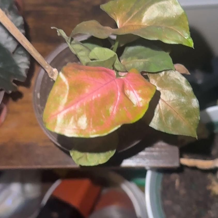 Photo of the plant species Syngonium 'Merry Maria' by @VehementFern60 named Mireya on Greg, the plant care app