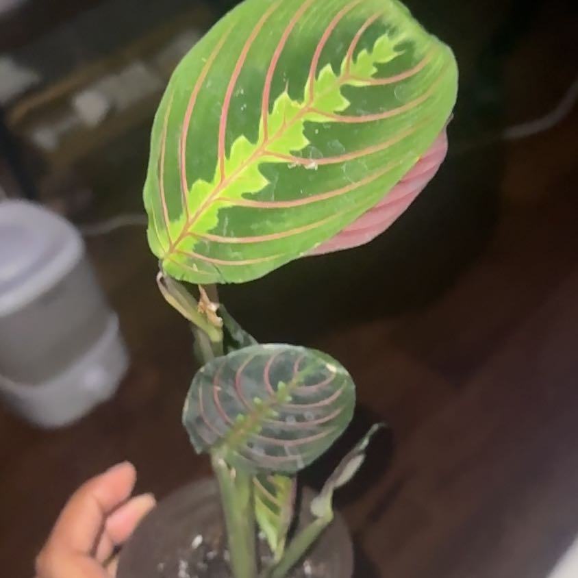 Photo of the plant species Red prayer plant by @VehementFern60 named Solari on Greg, the plant care app
