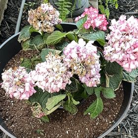 Photo of the plant species Hydrangea by @GracedLettuce84 named Terra on Greg, the plant care app