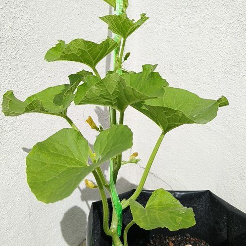 Photo of the plant species melon by @HotSugarpine26 named Nurul on Greg, the plant care app