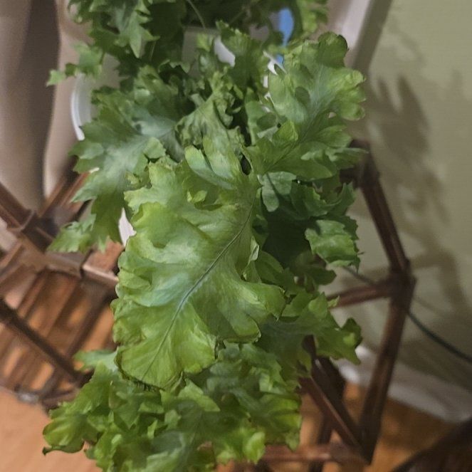 Photo of the plant species Phlebodium 'Davana' by @BoldHope9 named Davana White on Greg, the plant care app