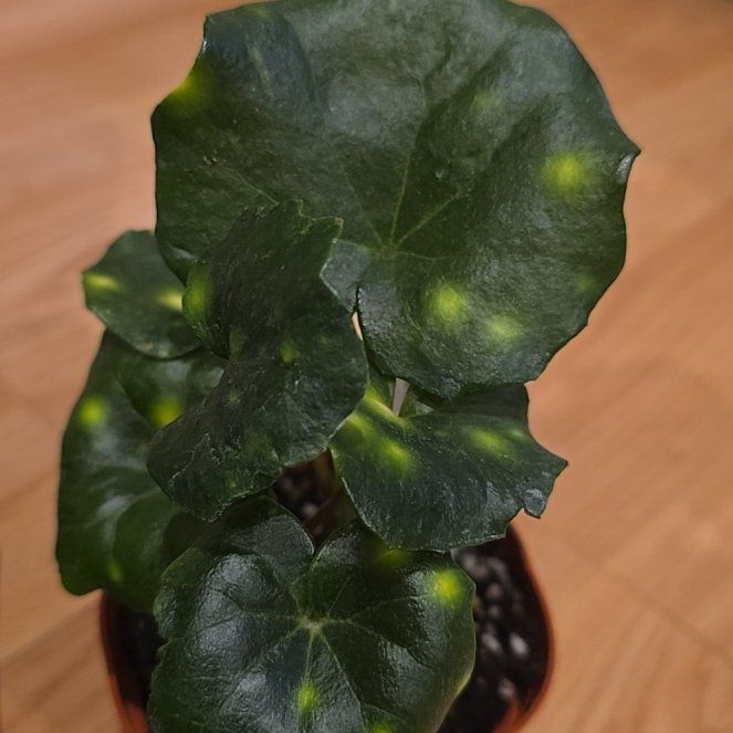 Photo of the plant species Leopard Plant by @BoldHope9 named Firefly on Greg, the plant care app