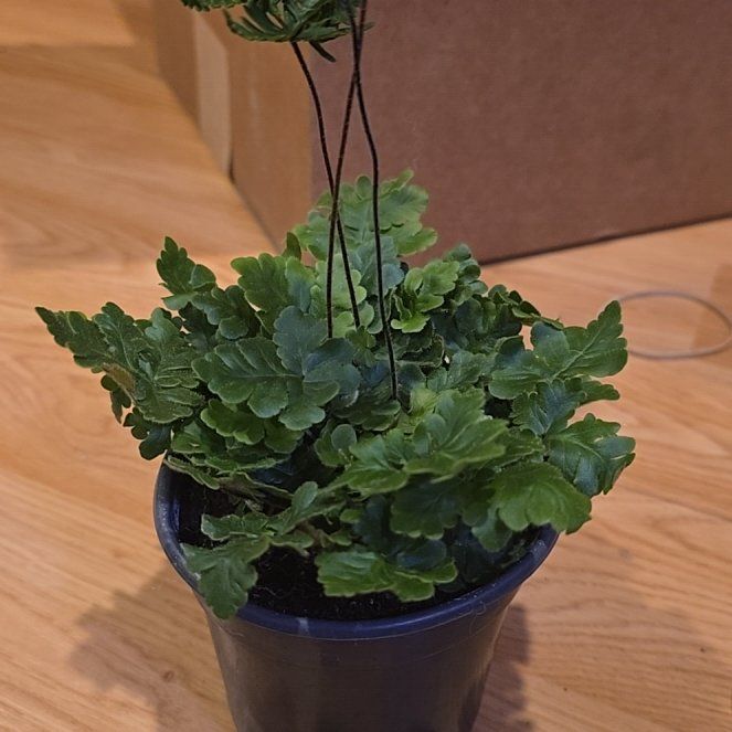 Photo of the plant species Doryopteris by @BoldHope9 named Dory on Greg, the plant care app