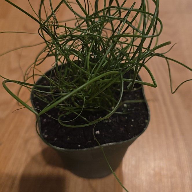 Photo of the plant species Corkscrew Rush by @BoldHope9 named Noodle on Greg, the plant care app