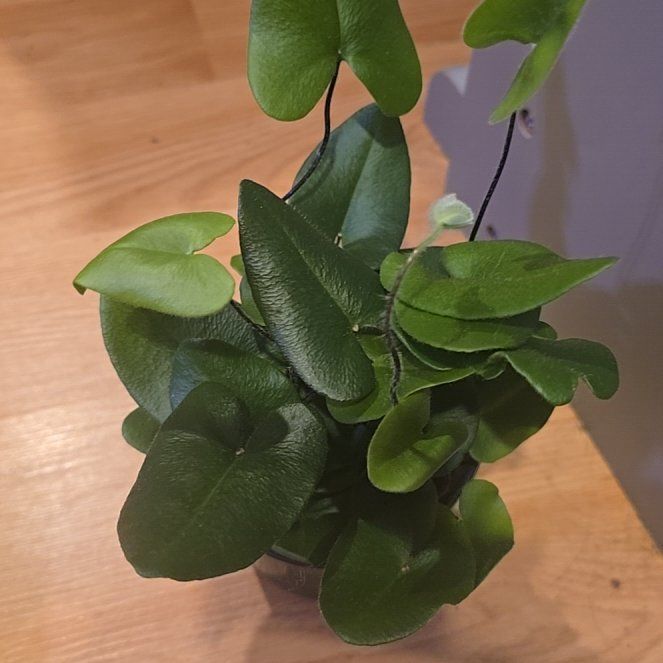 Photo of the plant species Golden Leather Fern by @BoldHope9 named Honor on Greg, the plant care app