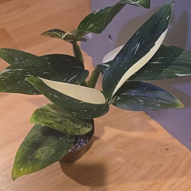 Photo of the plant species Mini Monstera Albo by @BoldHope9 named Standley on Greg, the plant care app