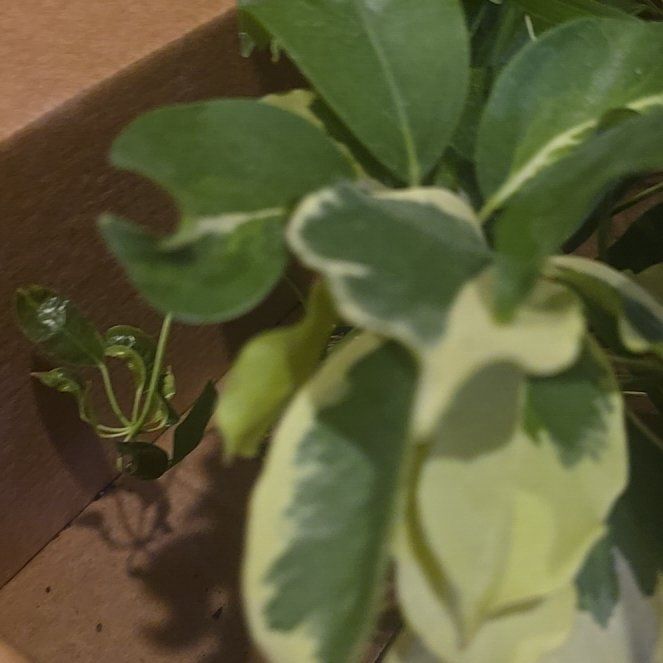 Photo of the plant species Variegated Dwarf Umbrella by @BoldHope9 named Stella on Greg, the plant care app