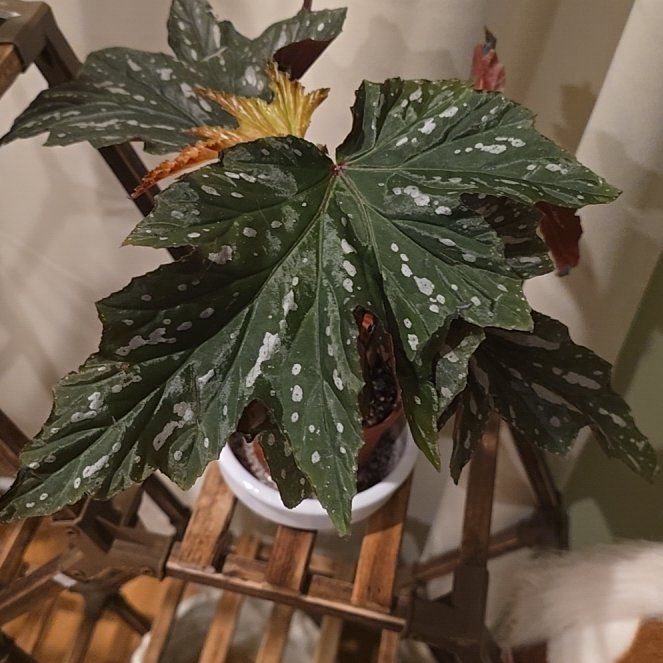 Photo of the plant species Begonia 'Pink Spot Lucerne' by @BoldHope9 named Angelica on Greg, the plant care app