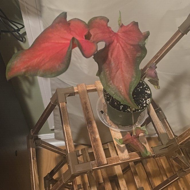 Photo of the plant species Caladium 'Pink' by @BoldHope9 named Cal on Greg, the plant care app