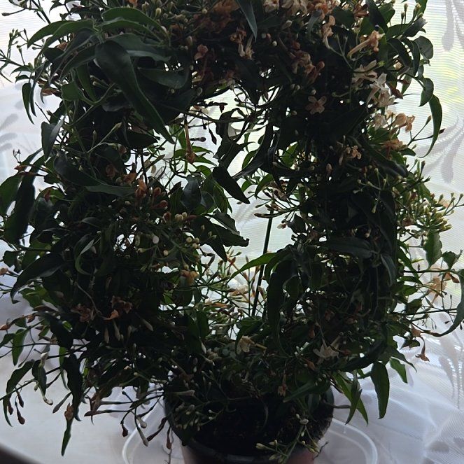 Photo of the plant species Pink Jasmine by @WhizFrogbit30 named Orlando Bloom on Greg, the plant care app