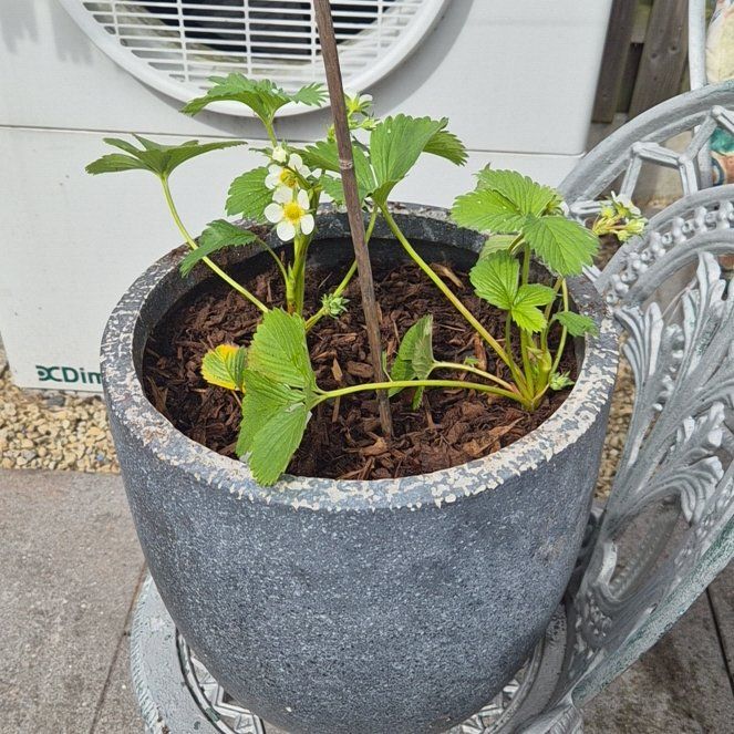 Photo of the plant species Elsanta Strawberry by @HipTarbush13 named Gates on Greg, the plant care app