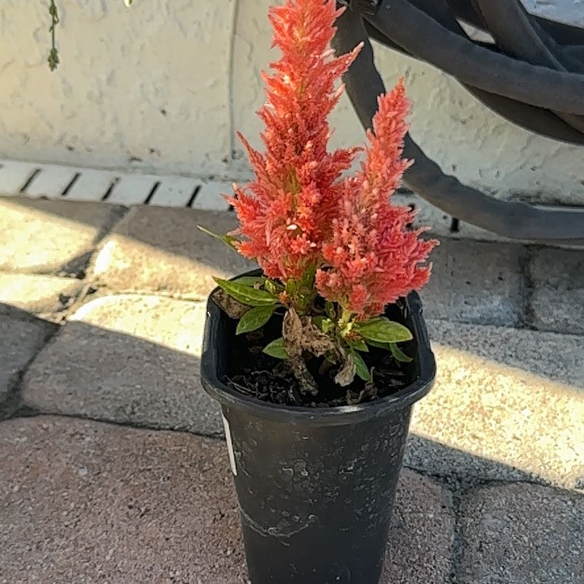 Photo of the plant species Celosia by @PrettyRedash named Willow on Greg, the plant care app