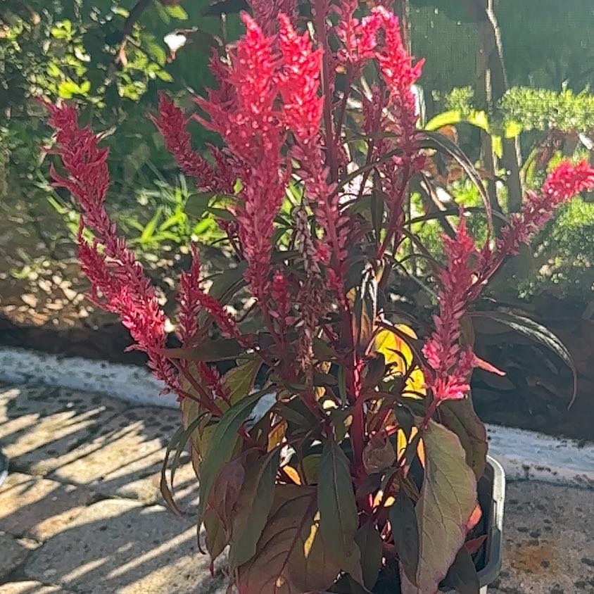 Photo of the plant species Dragons Breath by @PrettyRedash named Sage on Greg, the plant care app