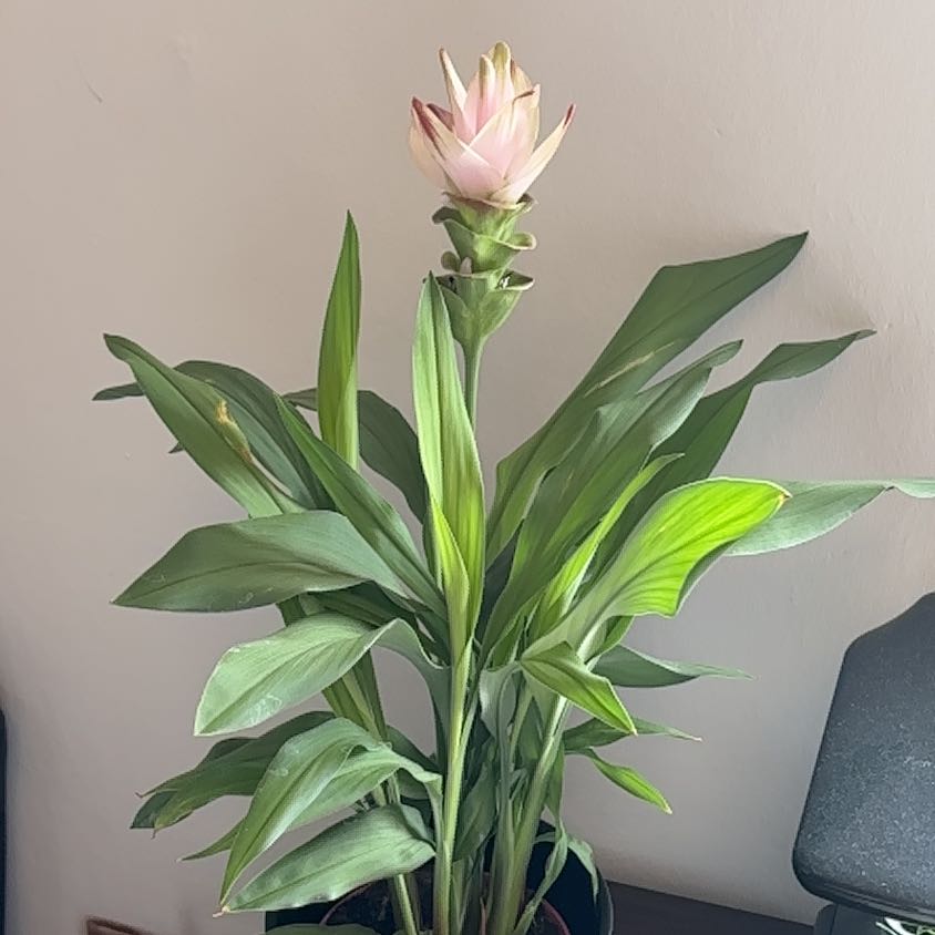 Photo of the plant species Turmeric by @SugarTaraire85 named Elisa on Greg, the plant care app