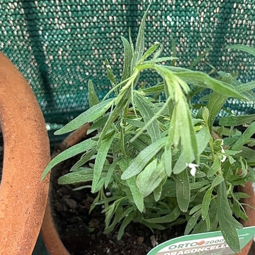 Photo of the plant species Tarragon by @SugarTaraire85 named Edith on Greg, the plant care app