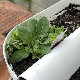 Photo of the plant species Surfinia Giant Blue Petunia by @SugarTaraire85 named Surfinia on Greg, the plant care app
