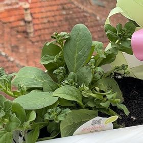 Photo of the plant species Petunia 'Surfinia White' by @SugarTaraire85 named Petunia on Greg, the plant care app