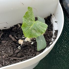 Photo of the plant species Parisian Pickling Cucumber by @SugarTaraire85 named Cornichon on Greg, the plant care app