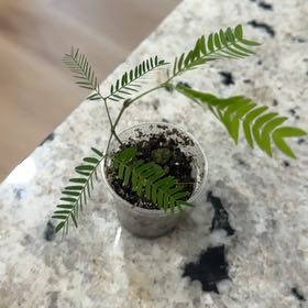 Photo of the plant species Albizia Julibrissin by @PoisedCoconut52 named Schmimmette on Greg, the plant care app